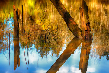 Reflecting tree stumps on lake water