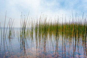 Reflecting Tulies and Fog At Marie Lake