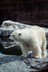 Portrait of big white polar bear yelling