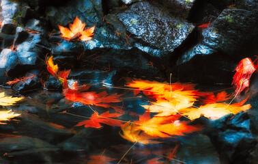 Soft focus Autumn Leaves In a Pool of water