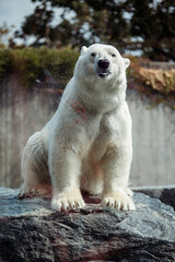 Portrait of big white polar bear watching