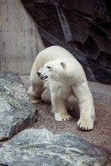 Portrait of big white polar bear walking