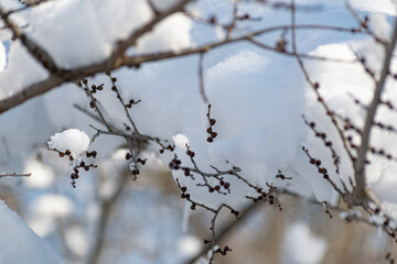 Branches of trees and bushes with various seeds under the snow in winter during the cold season. Season of the sleeping nature. Beauty in the details and elements of natural dried plants with cones af