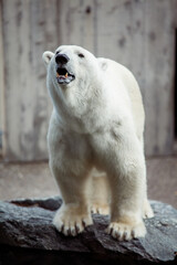 Plakat Portrait of big white polar bear yelling