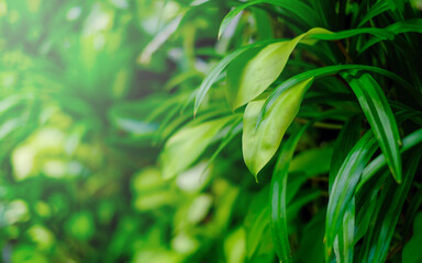 Fresh and green leaves in sunlight. Natural background.