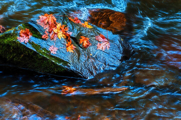 Autumn leaves on wet rock