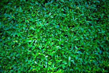 Fresh and green leaves for natural background.