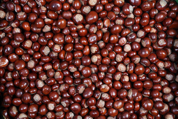 Chestnuts are a symbol of autumn and food for wild animals