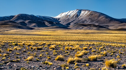 puna catamarque&ntilde;a