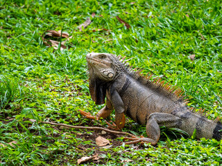 Green Iguana (Iguana Iguana) Large Herbivorous Lizard Staring on the Grass in Medellin, Colombia