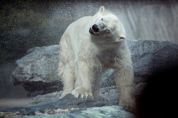 Fototapeta na wymiar Portrait of big white polar bear shaking water off
