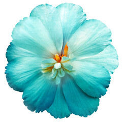 Light turquoise flower  on white isolated background with clipping path. Closeup. For design. Nature.