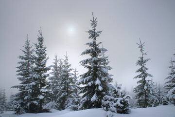 Trees in the mountains, covered with fresh snow and frost. Foggy landscape. Sunrise in the haze.