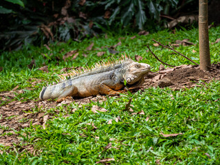 Green Iguana (Iguana Iguana) Large Herbivorous Lizard Staring on the Grass in Medellin, Colombia