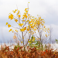 Swamp landscape with birch tree, stock photo
