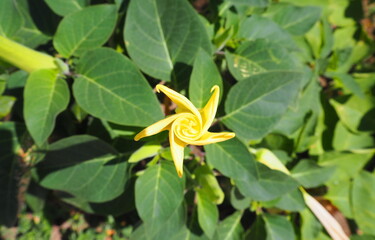 Garden center for the sale of plants. 