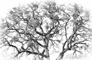 Black and white of a Oak Tree