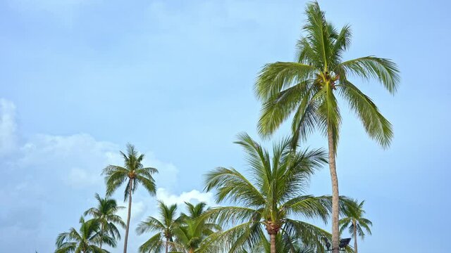 Low angle view of tropical palm trees isolated on a blue sky during a sunny bright day.