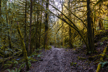 Fototapeta premium Mystical View of a Path in the Rain Forest during a foggy and rainy Fall Season. Alice Lake Provincial Park, Squamish, North of Vancouver, British Columbia, Canada.