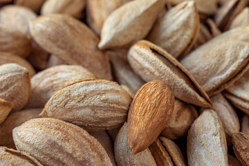 Whole unpeeled almonds and one peeled nut. A lot of nuts close-up. Natural background for healthy eating concept