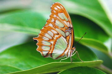 Fototapeta na wymiar Petit papillon orange