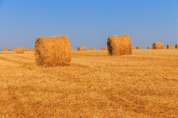 Round straw bales on a field after the grain harvest