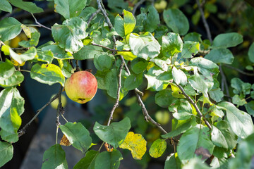 A ripe naturally organic yellow red apple on an apple tree in summer close-up.Summer harvest. Apple garden