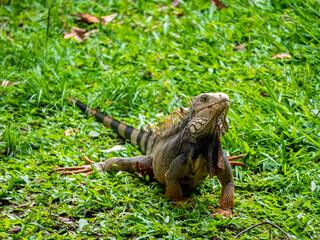 Green Iguana (Iguana Iguana) Large Herbivorous Lizard Staring on the Grass in Medellin, Colombia
