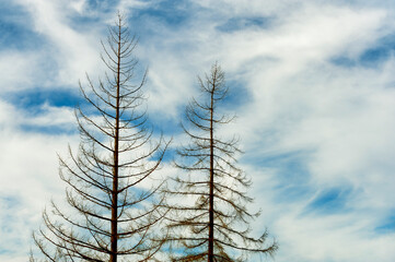 Cloudy skies and two tree tops