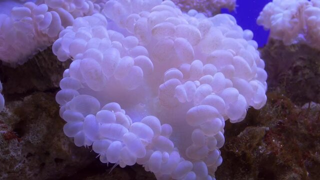 Sea Anemon close-up in slow movement. Coral reef. Underwater macro video	