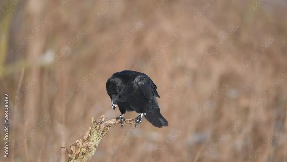 Wall mural raven ( corvus corax )