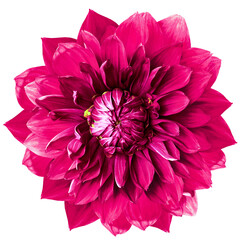 pink  dahlia. Flower on a white isolated background with clipping path.  For design.  Closeup.  Nature.