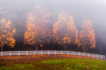 Autumn Trees, fog and white fence