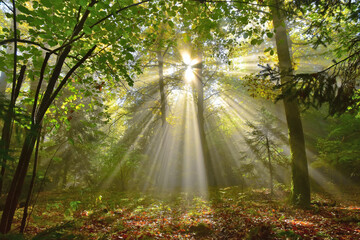 Sunburst in the forest nature sun