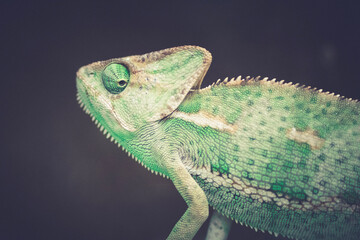 chameleon on a branch