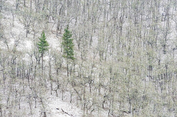 Obraz premium Falling snow on a hillsdie where two evergreen trees stand out.