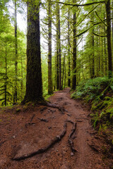 Mystical View of the Trail in Rain Forest during a foggy and rainy Fall Season. Alice Lake Provincial Park, Squamish, North of Vancouver, British Columbia, Canada.