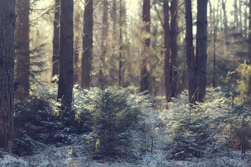 Obraz premium landscape winter forest, seasonal beautiful view in snowy forest december nature