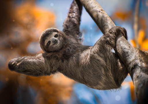 A happy sloth hanging from a tree