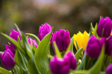 Fototapeta premium purple crocus flowers