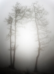Silhouette trees and fog