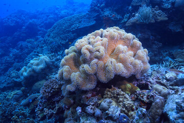 Naklejka na ściany i meble underwater world / blue sea wilderness, world ocean, amazing underwater