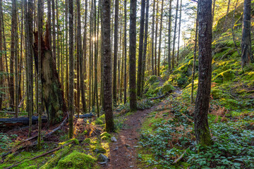 Mystical View of a Path in the Rain Forest during a foggy and rainy Fall Season. Squamish, North of Vancouver, British Columbia, Canada.