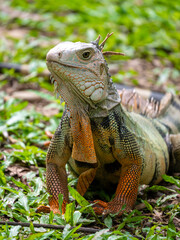 Green Iguana (Iguana Iguana) Large Herbivorous Lizard Staring on the Grass in Medellin, Colombia