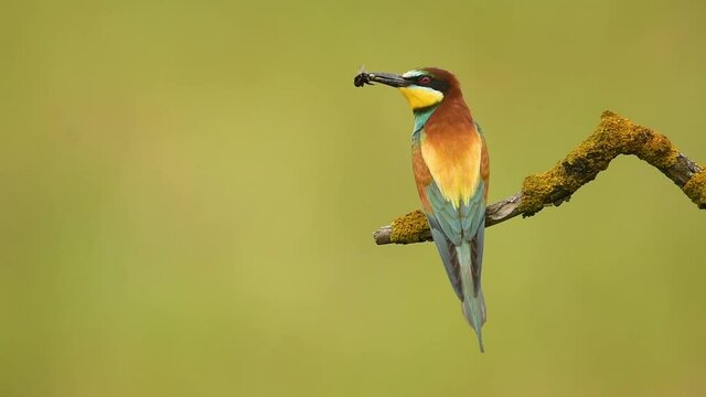 bee eater bird ( Merops apiaster )	