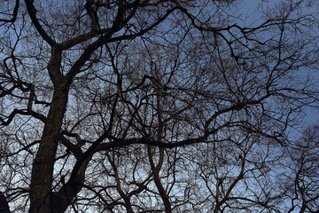 view of branches without leaves background, abstract, stress sadness