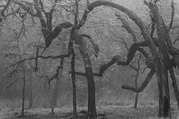 Naklejka premium Dense Fog in a forest of different shaped trees
