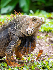 Green Iguana (Iguana Iguana) Large Herbivorous Lizard Staring on the Grass in Medellin, Colombia