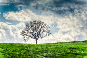 Tree on grassy hillside under cloudy skies