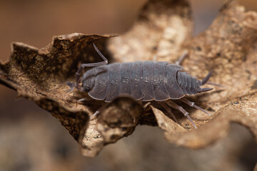 Porcellionides pruinosus  woodlouse on a dead oak leaf